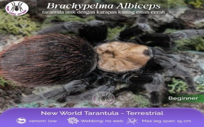 albiceps tarantula 6 - 7 cm unsex tarantula